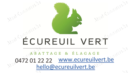 Ecureuil Vert